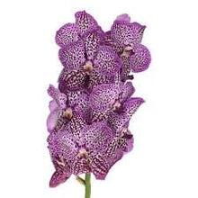 Load image into Gallery viewer, !Hanging Vanda Orchid, purple spotted, 150cm long Plants Almost Paradise Berlin 
