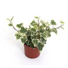Hedera helix White Wonder baby plant Plants Almost Paradise Berlin 