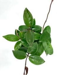 Hoya Carnosa Green Jade 9/20 Plants Almost Paradise Berlin 