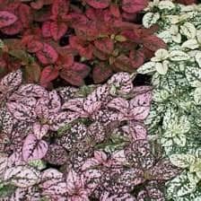 Hypoestes phyllostachya Mixed colors 11/15 Plants Almost Paradise Berlin 
