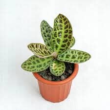 Labisia Obtusifolia Turtle Back Plants Almost Paradise Berlin 