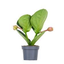 Medinilla magnifica Lambada 15/50 Plants Almost Paradise Berlin 