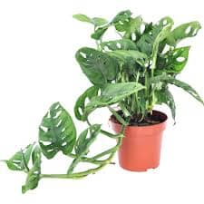 Monstera adansonii (Monkey leaf) 12/60 Plants Almost Paradise Berlin 