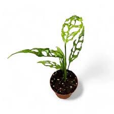 Monstera Obliqua Peruvian Form 12/30 Plants Almost Paradise Berlin 