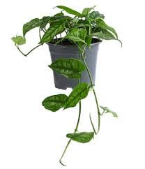 Monstera Siltepecana Ampel 15/40 Plants Almost Paradise Berlin 