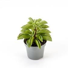 Peperomia Dolabriformis baby plant Plants Almost Paradise Berlin 