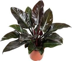Philodendron Imperial Red 24/70 Plants Almost Paradise Berlin 