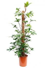 Philodendron Pedatum 21/120 Plants Almost Paradise Berlin 