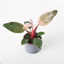 Philodendron Pink Princess 10/35 Plants Almost Paradise Berlin 