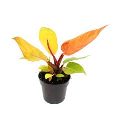 Philodendron Prince of Orange baby plant Plants Almost Paradise Berlin 