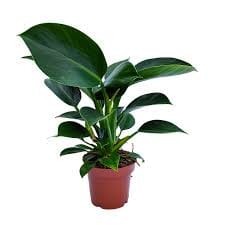 Philodendron selloum Green Princess 17/60 Plants Almost Paradise Berlin 