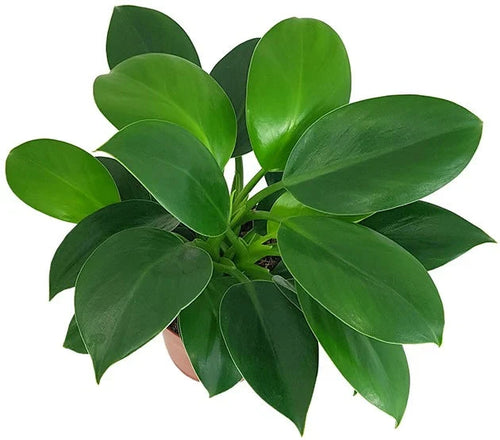 Philodendron selloum Green Princess 21/65 Plants Almost Paradise Berlin 
