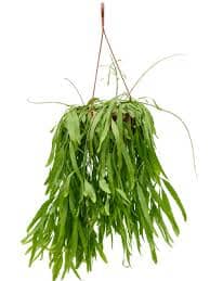 Rhipsalis ramulosa Red Coral Ampel 24/100 Plants Almost Paradise Berlin 