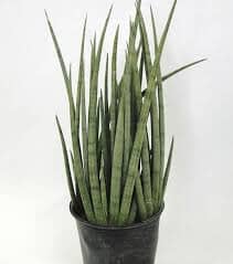 Sansevieria cylindrica African Spears 14/50 Plants Almost Paradise Berlin 
