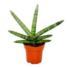 Sansevieria Cylindrica Boncel baby plant Plants Almost Paradise Berlin 