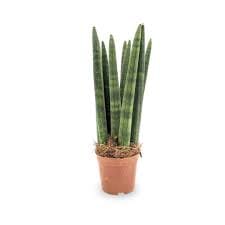 Sansevieria cylindrica Straight baby plant Plants Almost Paradise Berlin 