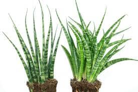 Sansevieria 