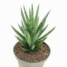 Sansevieria Francisii Baby plant Plants Almost Paradise Berlin 