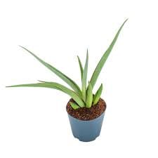 Sansevieria Silver Syreni 12/40 Plants Almost Paradise Berlin 