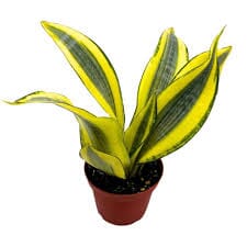 Sansevieria trifasciata 