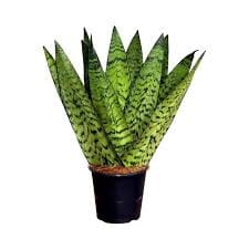 Sansevieria Zeylanica Fan 16/55 Plants Almost Paradise Berlin 