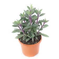 Senecio Crassissimus 12/50 Plants Almost Paradise Berlin 