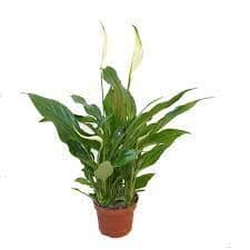 Spathiphyllum 