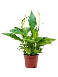 Spathiphyllum Pearl Cupido 12/40 Plants Almost Paradise Berlin 