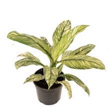 Spathiphyllum 
