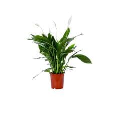 Spathiphyllum Sweet Chico 13/60 Plants Almost Paradise Berlin 