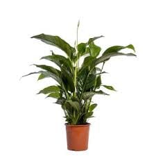 Spathiphyllum 