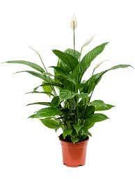 Spathiphyllum 