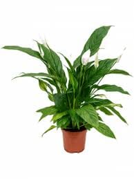 Spathiphyllum 