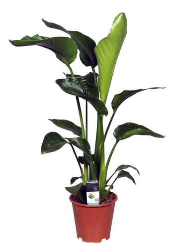 Strelitzia nicolai 17/80 Plants Almost Paradise Berlin 
