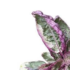 Strobilanthes Alternata (Hemigraphis Alternata) baby plant Plants Almost Paradise Berlin 