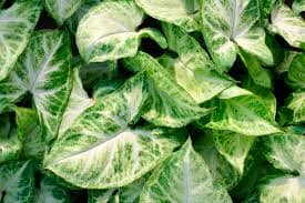 Syngonium Podophyllum Arrowhead ampel 12/40 Plants Almost Paradise Berlin 