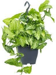 Syngonium Podophyllum Arrowhead Ampel 22/50 Plants Almost Paradise Berlin 