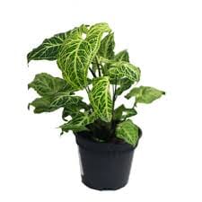 Syngonium podophyllum Batik 12/35 Plants Almost Paradise Berlin 