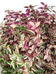 Tradescantia Albiflora Rainbow 12/20 Plants Almost Paradise Berlin 
