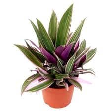 Tradescantia Spathacea Rhoeo 20/35 Plants Almost Paradise Berlin 