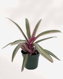 Tradescantia Spathacea Tricolor baby plant Plants Almost Paradise Berlin 
