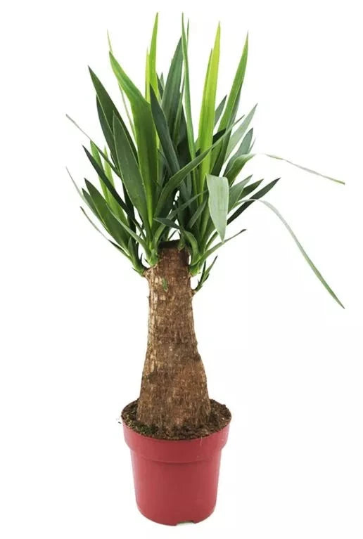 Yucca ele. 19/100 Plants Almost Paradise Berlin 