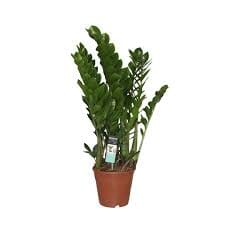 Zamioculcas zamiifolia 17/80 Plants Almost Paradise Berlin 