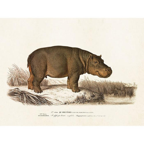 18 x 24 Sköna Ting - Poster Hippopotamus Homeware Sköna Ting 