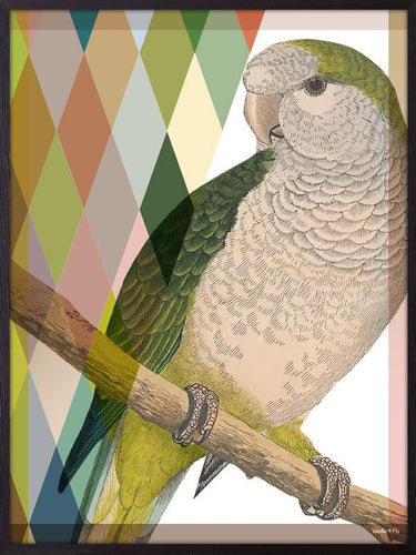 30 x 40 Poster Proud Parrot Homeware Vanilla Fly 