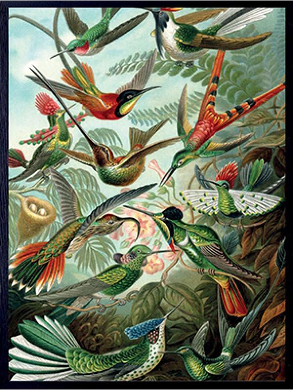 30 x 40 Poster Retro Birds Homeware Vanilla Fly 