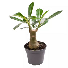 Load image into Gallery viewer, Adenium obesum - Desert rose Baby plant Plants Almost Paradise Berlin 
