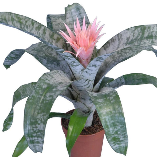 Aechmea fasciata 'Primera' Plants Almost Paradise Berlin 