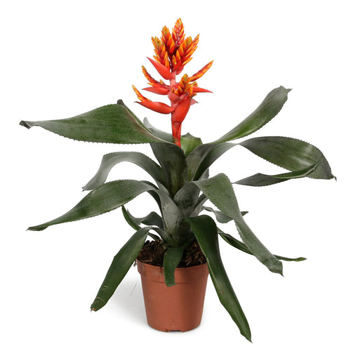 Aechmea Pepita Elegant Flames 12/50 Plants Almost Paradise Berlin 