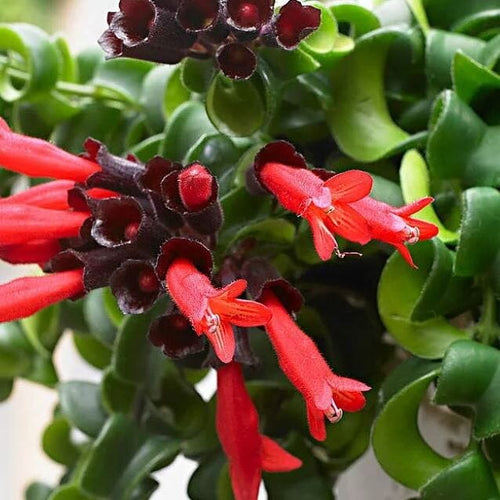 Aeschynanthus 